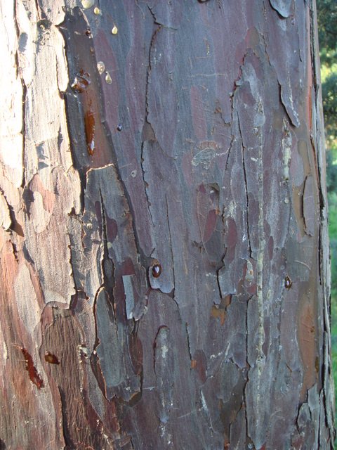 Cupressus arizonica 'Glauca' ecorce